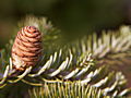 Abies koreana Blauer Pffif IMG_6301 Jodła koreańska